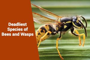 Deadliest Species of Bees and Wasps
