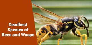 Deadliest Species of Bees and Wasps